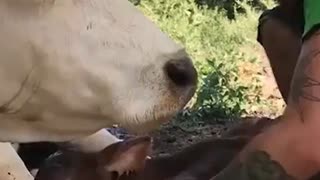 Happy Mama Cow, July 10, 2023