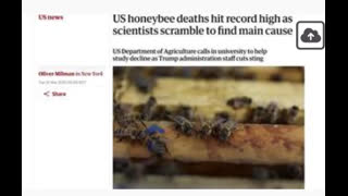 Bee Crises, Mar 30, 2025