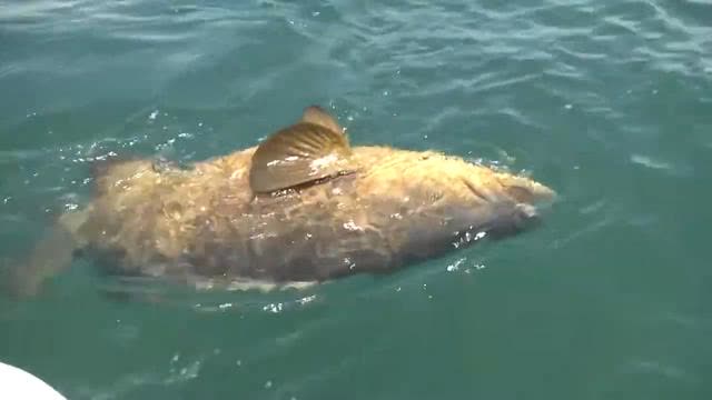 Watch Out For Jew Fish, Dec 12, 2023