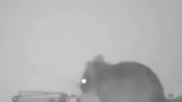 Smart Mouse, Avoids Trap, Apr 8, 2025