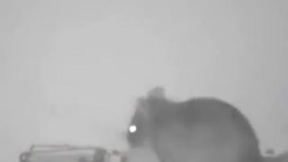 Smart Mouse, Avoids Trap, Apr 8, 2025