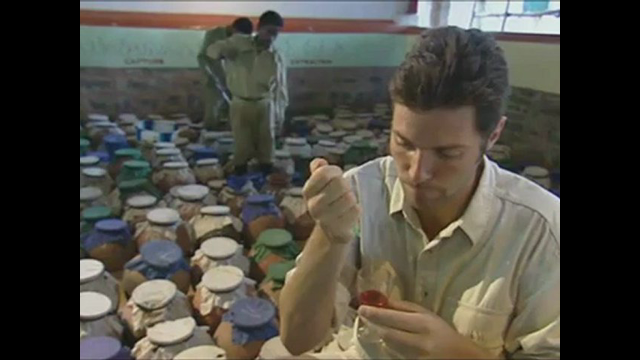 Effect of venom on human blood: blood coagulates