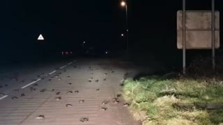 Unbelievable: Whole Flock Of Birds Fall From The Sky Caught On Video