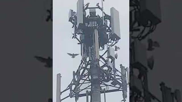 Des Oiseaux s'attaquent aux antennes