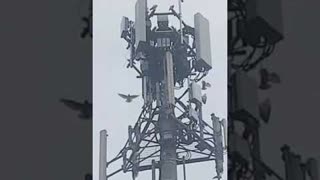 Des Oiseaux s'attaquent aux antennes