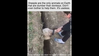 Quintessence of Saving Sheeple Explained in 9 Seconds