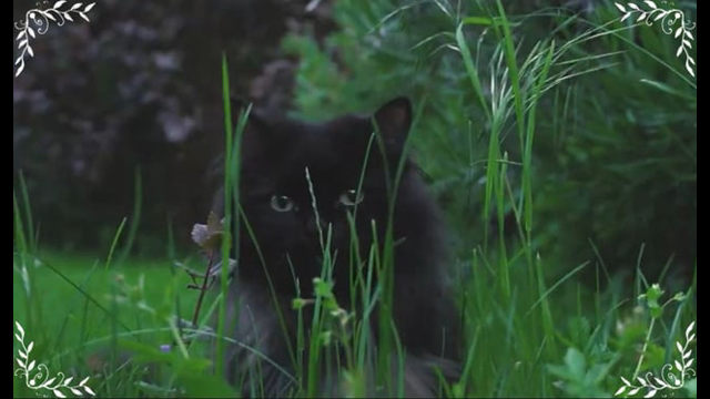 London Night Story: Saving Cat From Negro [English Hardsub]