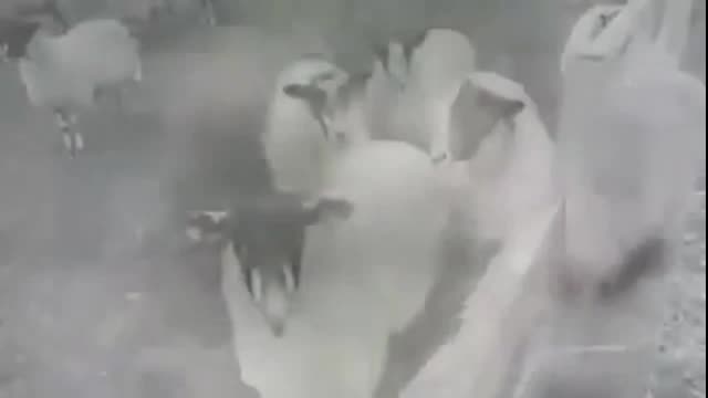 URGENT MESSAGE TO THE SHEEP FROM GOVERNMENT