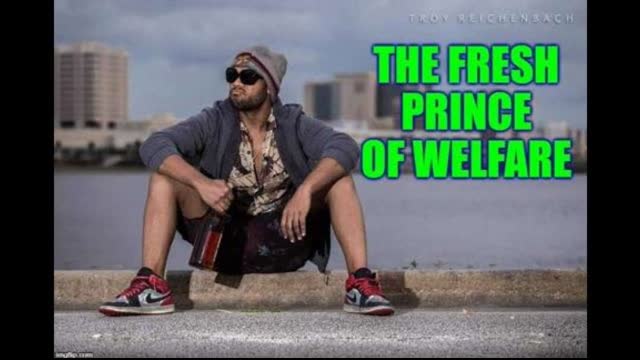 Southern Dingo - The Fresh Prince of Welfare