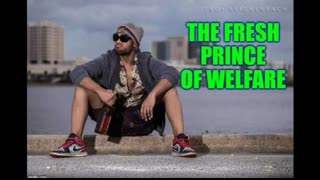 Southern Dingo - The Fresh Prince of Welfare