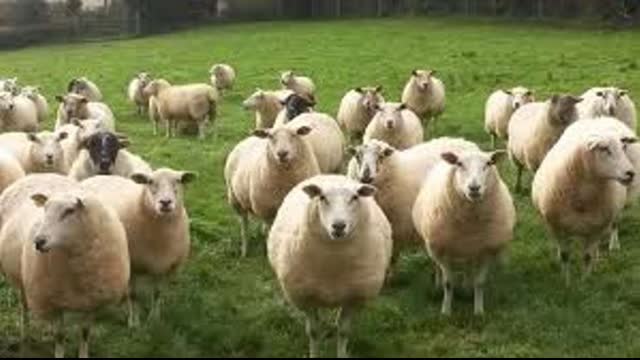 Allison Chabloz Sentenced 9 months