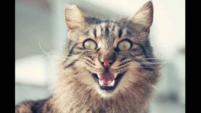 "Fun Dink Death" by Eric Copeland