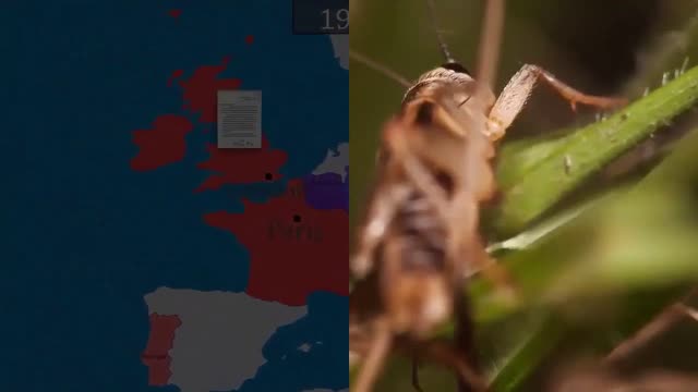 PARASITES AND THEIR PATTERNS