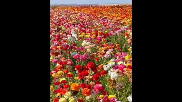 Rihanna's Vogue Magazine Cover: THE EVIL OF THE JEWISH PHOTOGRAPHY AESTHETIC