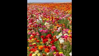 Rihanna's Vogue Magazine Cover: THE EVIL OF THE JEWISH PHOTOGRAPHY AESTHETIC