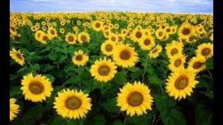 The English Civil War: How Religion caused the American Revolution and Civil War.