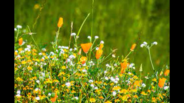 Thomas DiLorenzo: Lew Rockwell Shill Who Constantly Lies About Nationalists.