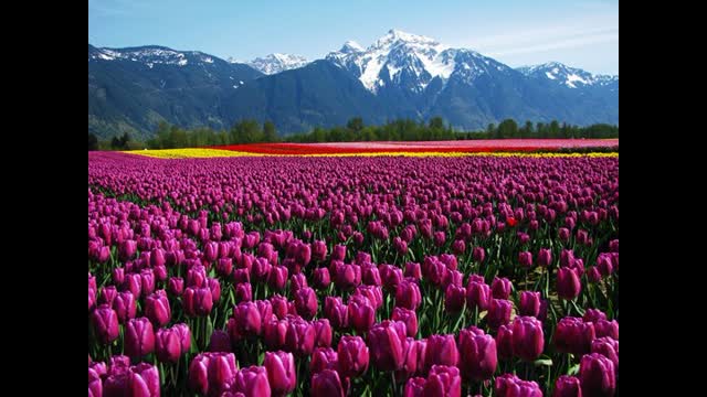 The Jewish Peril And the Catholic Church: From The London Catholic Gazette February 1936