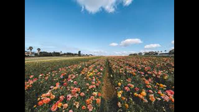 My Takedown of Lew Rockwell: Why The Nation And Race Must Be Predators To Survive