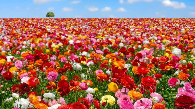 Amir Locke and Why We Have No Knock Warrants