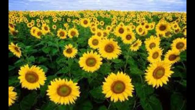 Memphis, Black Coddling and Why THE WHITE RACE IS OVER.