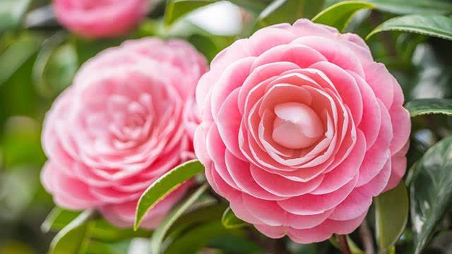 Elon Speaks: More White Babies