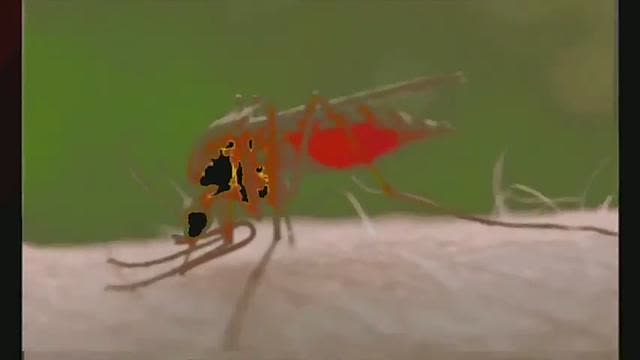 Genetically engineered mosquitoes. The flying syringes of Bill Gates. Safe and effective right?