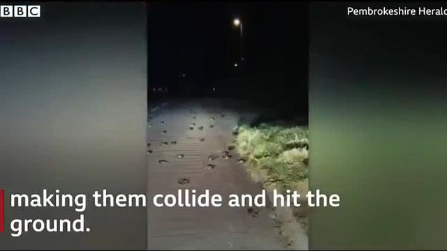 5G begins it KILL -OFF!