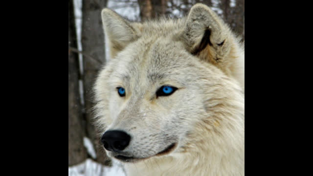 American Nazi Congress -New York 1939