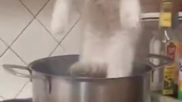 HAITIAN VOODOO CHILDREN KILLING ANIMALS IN USA  PRACTICING WITCHCRAFT