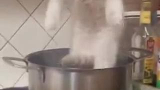 HAITIAN VOODOO CHILDREN KILLING ANIMALS IN USA  PRACTICING WITCHCRAFT