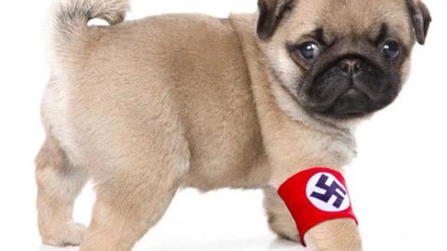 å National Socialist K-9 Training å