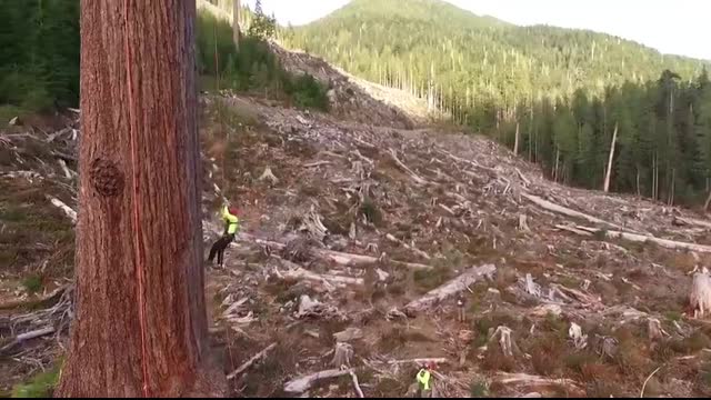 Climbing Big Lonely Doug