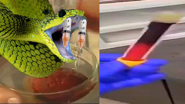 SNAKE VENOM VS SATANS VENOM ( AFFECT ON BLOOD )