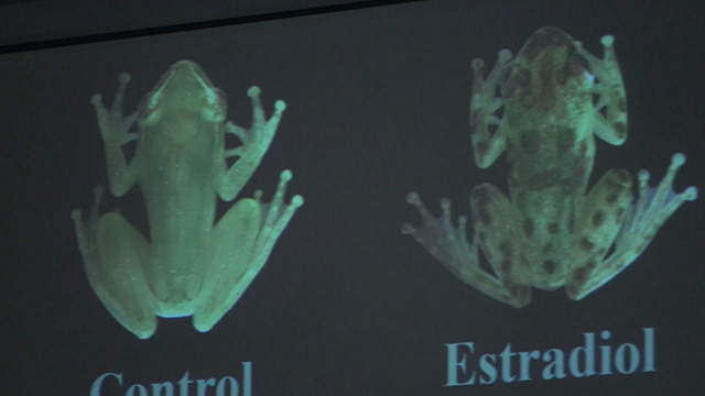 Pesticide, Atrazine, feminizes and changes sex of frogs