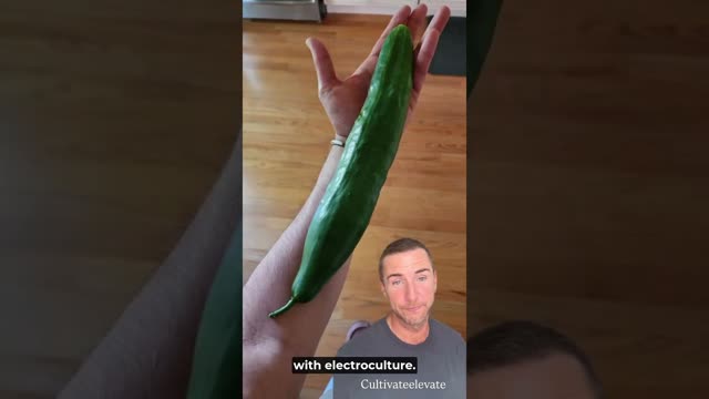 Electroculture Gardening: 2025  resulting in abundance at every angle of nature.