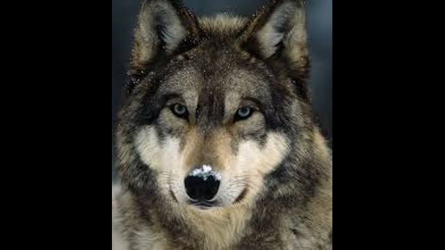 DIE LUNIKOFF VERSCHWÖRUNG - HEILIGER GRAL