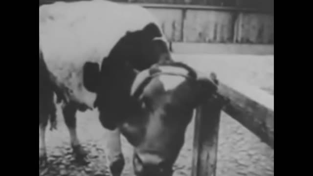 Adolf Hitler is no animal lover debunked in 4 minutes
