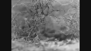 WW2 German anti tank weapons in Action Panzerschreck Panzerfaust Puppchen FlaK