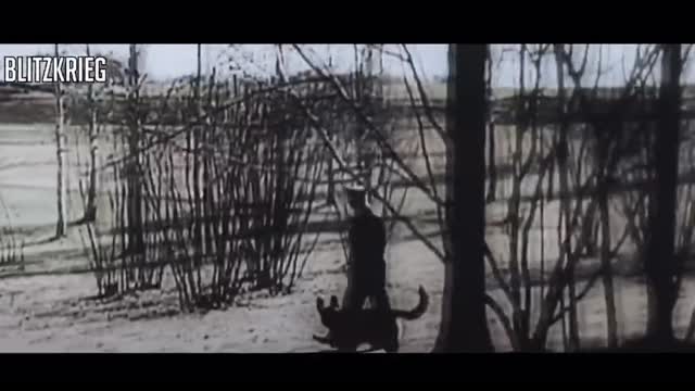 Hitler's dog Blondi  HD Color