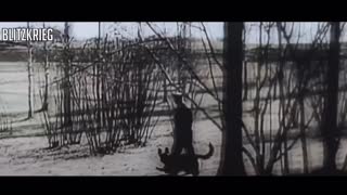 Hitler's dog Blondi  HD Color