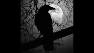 Lore Stream || American Colonies || Exodus from England || American Spirit || https://entropystream.live/app/AryanApotheotics