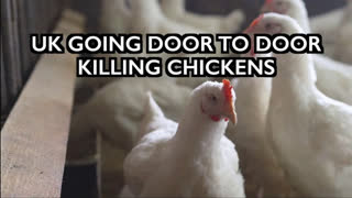 UK Going Door to Door Killing Chickens - Bird Flu as Cover Story