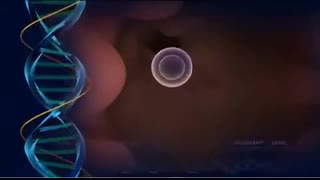 Epicyte: Contraceptive Corn