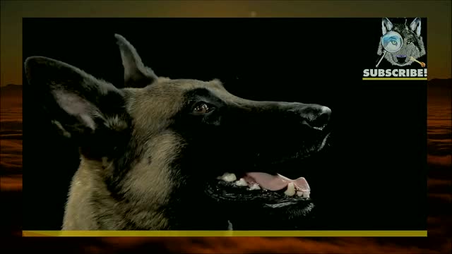 The Best Of Belgian MALINOIS - I Added The Soundtrack(4)