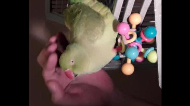 Even Incompetence should, at least once, error into a good option...(re: cold calculation)