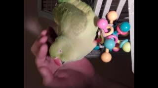 Even Incompetence should, at least once, error into a good option...(re: cold calculation)