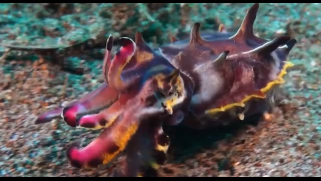 Mysteries of the Sea with HECTOR - Cuttlefish