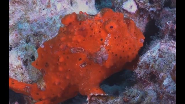 Mysteries of the Sea with HECTOR - Frogfish