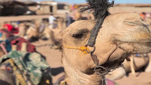 [Jews were Lost for 40 Years here?] - Crossing the Sinai  A minimalistic desert traverse